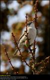 Lesser Whitethroat (Gærdesanger / Sylvia Curruca)