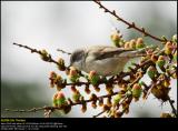 Lesser Whitethroat (Gærdesanger / Sylvia Curruca)