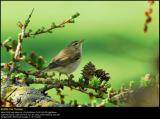 Willow warbler (Løvsanger / Phylloscopus trochilus) (updated:2008-08-26)