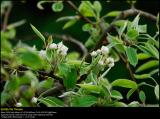 Flowering Pear tree