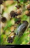 Lesser Redpoll (Lille Gråsisken / Carduelis cabaret)