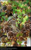 Lesser Redpoll (Lille Grsisken / Carduelis cabaret)