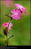 Red Campion (Dag-pragtstjerne / Silene dioica)