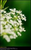 Wild Chervil (Vild Kørvel / Anthriscus sylvestris)