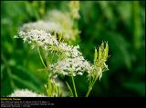 Wild Chervil (Vild Kørvel / Anthriscus sylvestris)