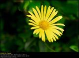 Plantain Leopards-bane (Vejbred-Gemserod / Doronicum plantagineum)