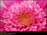 2003020 PS web.jpg