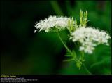 Wild Chervil (Vild Kørvel / Anthriscus sylvestris)