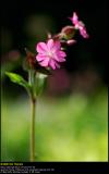 Red Campion (Dag-pragtstjerne  / Silene dioica)