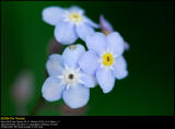 Forget-me-not (Forglemmigej / Myosotis)