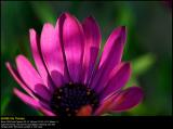 Osteospermum (Spansk Marguerit / Osteospermum)