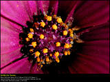 Osteospermum (Spansk Marguerit / Osteospermum)