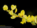 Common Groom (Gyvel / Cytisus scoparius)