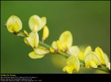 Common Groom (Gyvel / Cytisus scoparius)