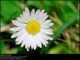 Common Daisy (Tusindfryd / Bellis perennis)