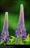 Garden Lupin (Lupin / Lupinus polyphyllus)