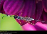 Ichneumon wasp (Snyltehveps  / Ichneumon sp.)