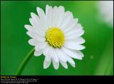 Common Daisy (Tusindfryd / Bellis perennis)