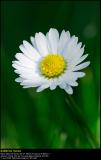 Common Daisy (Tusindfryd / Bellis perennis)