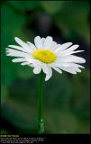 Leucanthemum (Marguerit / Leucanthemum vulgare)