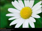 Leucanthemum (Marguerit / Leucanthemum vulgare)