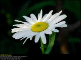 Leucanthemum (Marguerit / Leucanthemum vulgare)