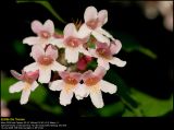 Beauty bush (Dronningebusk / Kolkwitzia amabilis)
