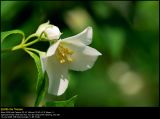 Sweet Mockorange (Uægte Jasmin / Philadelphus coronarius)