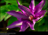 Clematis (Clematis / Clematis)