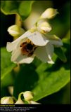 Sweet Mockorange (Uægte Jasmin / Philadelphus coronarius)