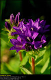 Clustered Bellflower (Nøgleblomstret Klokke / Campanula glomerata)