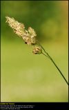 Cock's-Foot (Alm. Hundegræs / Dactylis glomerata)