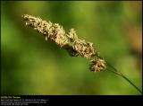 Cock's-Foot (Alm. Hundegræs / Dactylis glomerata)