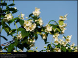 Sweet Mockorange (Uægte Jasmin / Philadelphus coronarius)