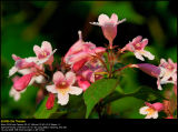 Beauty bush (Dronningebusk / Kolkwitzia amabilis)