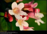 Beauty bush (Dronningebusk / Kolkwitzia amabilis)