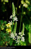 Camassia (Prærielilje / Camassia leichtlinii)