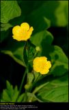 Tall Buttercup (Smørblomst / Ranunculus acris)