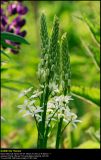 Camassia (Prærielilje / Camassia leichtlinii)