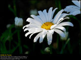 Leucanthemum (Marguerit / Leucanthemum vulgare)