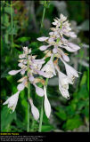 Hosta Blue Angel (Hosta / Hosta)