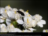 Yarrow (Rllike / Achillea millefolium)