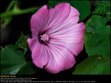 Rose Mallow (Mamelukærme / Lavatera trimestris)