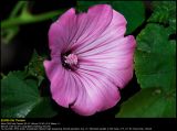 Rose Mallow (Mamelukrme / Lavatera trimestris)