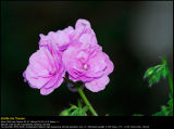 Pelargonie (Pelargonie / Pelargonie)