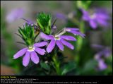 Fairy Fan-flower (Fjerblomst / Scaevola aemula)