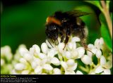 Bumblebee (Humlebi / Bombus terrestris)