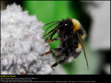 Bumblebee (Humlebi / Bombus terrestris)