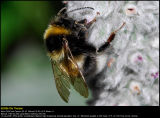 Bumblebee (Humlebi / Bombus terrestris)