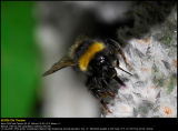 Bumblebee (Humlebi / Bombus terrestris)